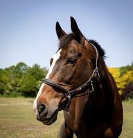 Jenny's Horses