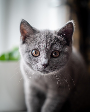 Kitten