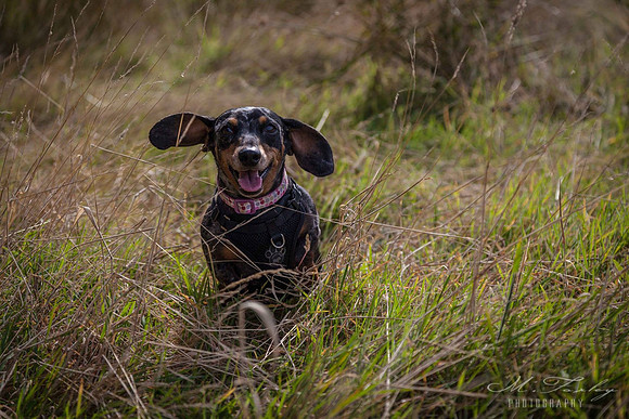 Dog Photography