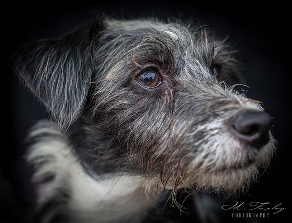 Dog Photography