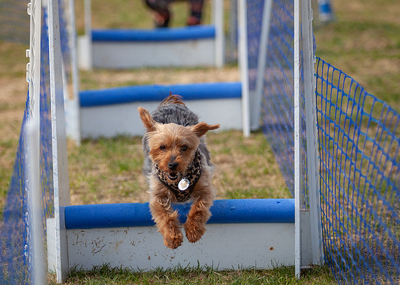 Dog Photography