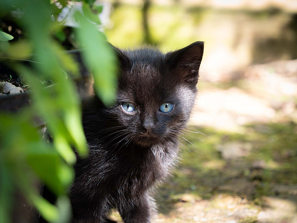 Kitten
