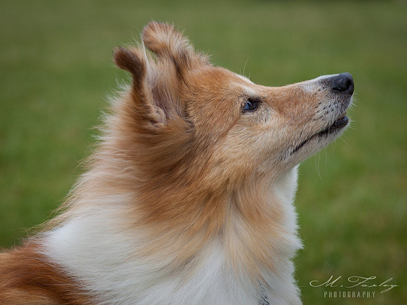 Dog Photography