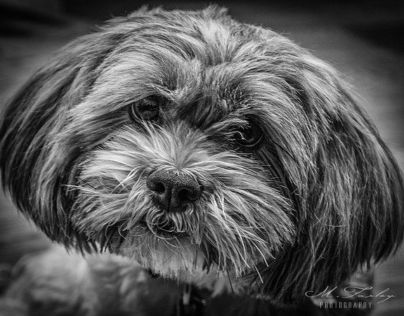 Dog Photography