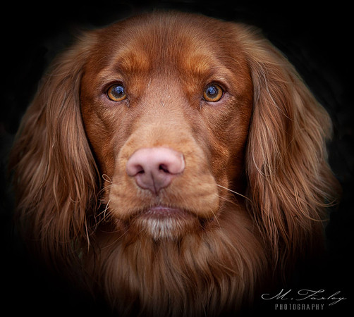 Dog Photography