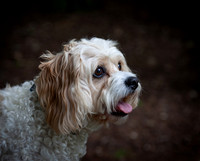 Dog Photography