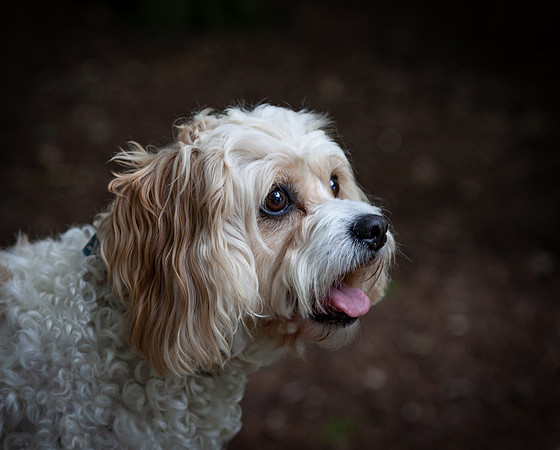 Dog Photography