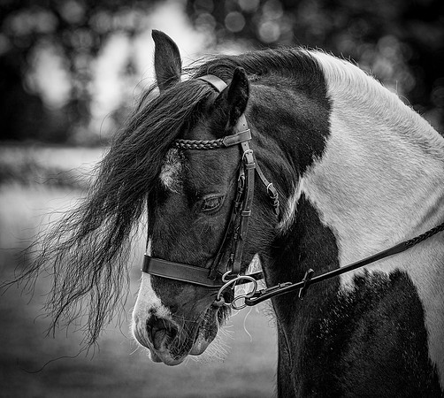 IMG_9947-Edit