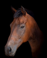 P1099525-Edit