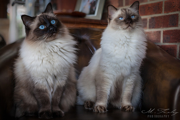 Ragdoll cats