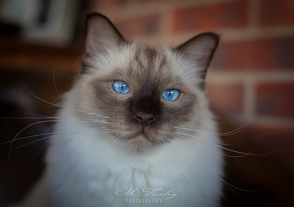 Ragdoll