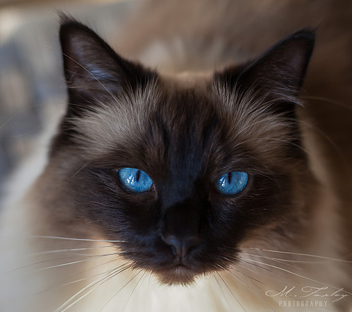 Ragdoll face