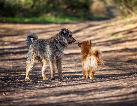 Dog Photography