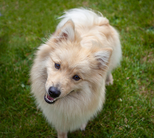 Dog Photography